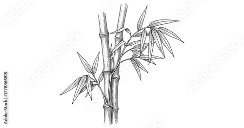 Detailed bamboo plant sketch with leaves