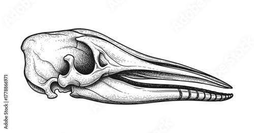 Detailed vintage bird skull engraving in black and white style
