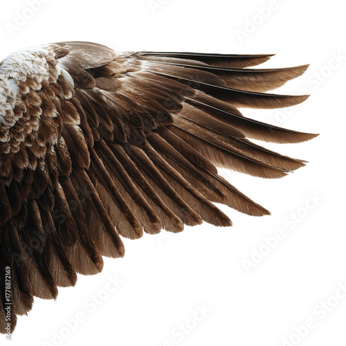 An eagle's wing view