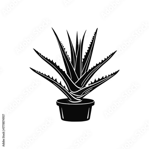 Aloe Vera vector. Succulent plant  