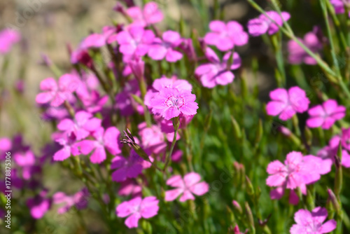 Maiden pink flowers - Latin name - Dianthus deltoides