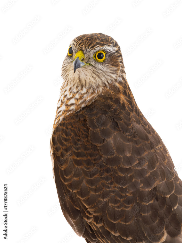 Obraz premium sparrowhawk (accipiter nisus) isolated on white background