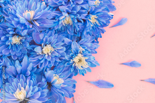 Minimalist aesthetic: blue chrysanthemum flowers on a smooth pink surface with copy space