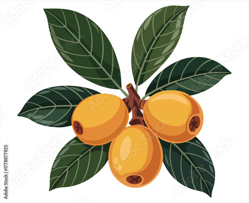 A vibrant illustration of loquat fruit with glossy green leaves