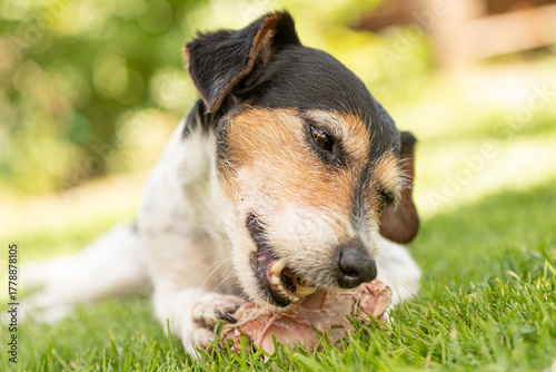 Photography little cute Jack Russell Terrier dog eats a bone with meat and chews outdoor
