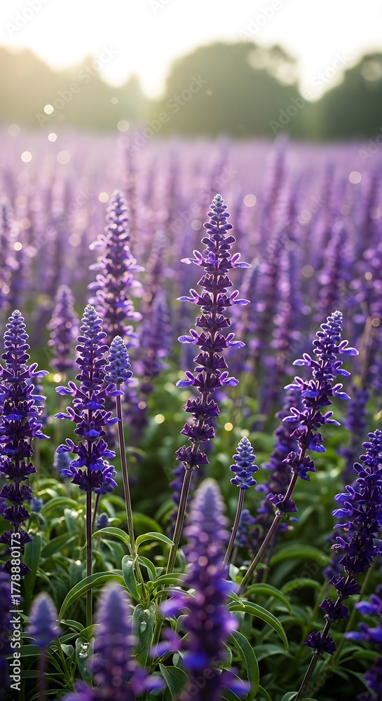 Obraz premium Closeup of vibrant purple salvia flowers in a field at golden hour