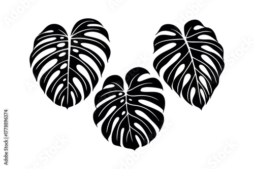 Black monstera leaves silhouette on white background