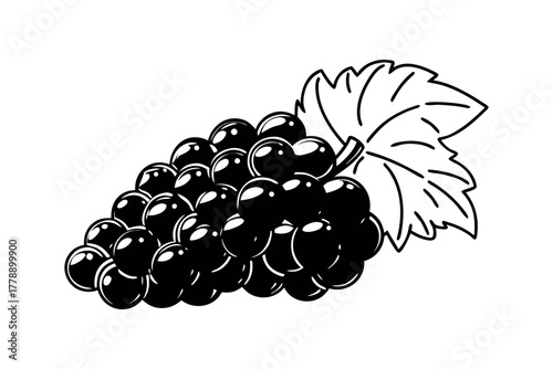 Black grapes cluster with a leaf illustration