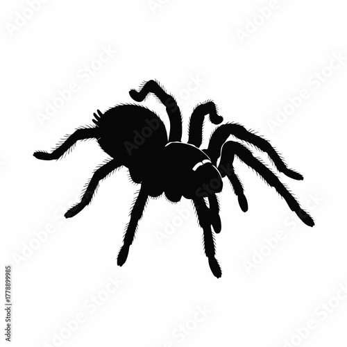 tarantula spider vector silhouette on white background 
