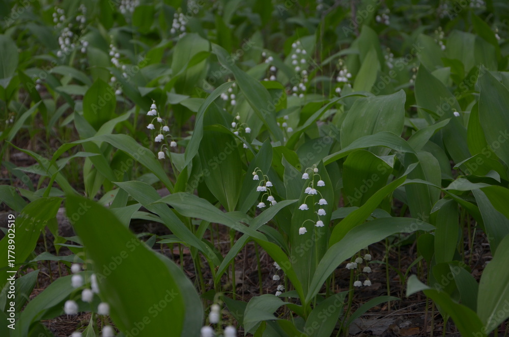 Obraz premium May. Lilies of the valley are blooming.
