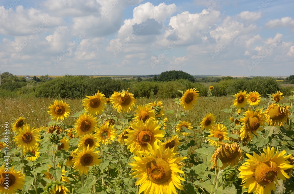 Fototapeta premium field of sunflowers