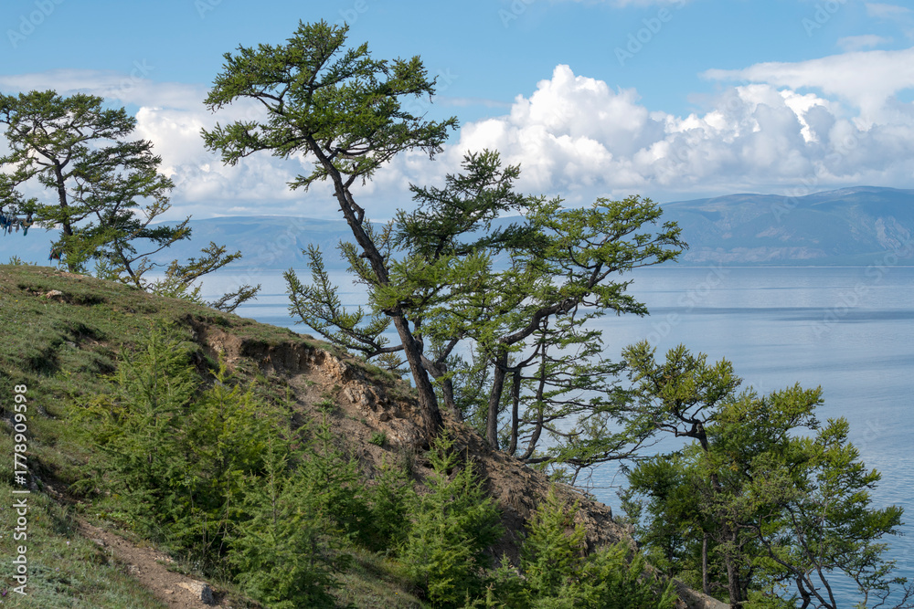 Obraz premium Pine trees on the shore of Lake Baikal. Olkhon Island, Khuzhirsky Bay, Russia