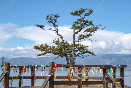 An old tree at a sacred ritual site. Olkhon Island, Lake Baikal, Russia
