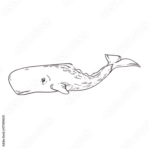 Sperm whale, a whale inhabiting the sea and ocean, hand-drawn in ink and translated into vector. The illustration is perfect for printing on paper, fabric, for coloring books and interior design.