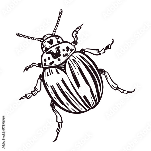 Colorado potato beetle hand-drawn in ink and translated into vector. Leptinotarsa decemlineata for printing on paper, agricultural product labels, coloring books and agricultural design.