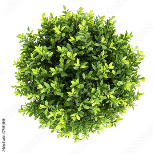 Green Leaves PNG on Transparent Background Isolated on White Fresh Foliage