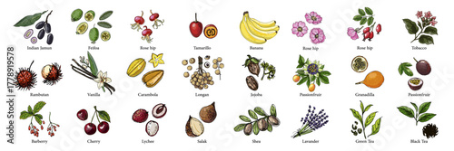 Vector food illustration colorful hand drawn berries, fruits	