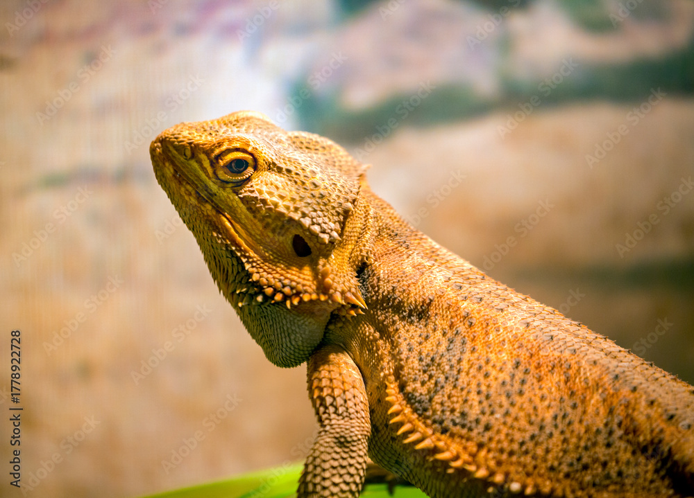 Fototapeta premium Desert Lizard in Tropical Arid Environment Wildlife Portrait