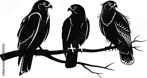Three majestic eagles perched on a branch black and white vector illustration, wildlife bird silhouette design for nature art lovers