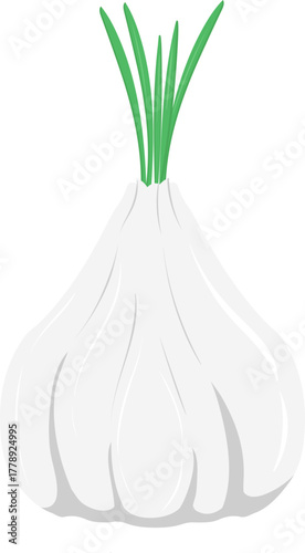 Fresh garlic bulb with green sprouts vector illustration, isolated on white background, culinary ingredient