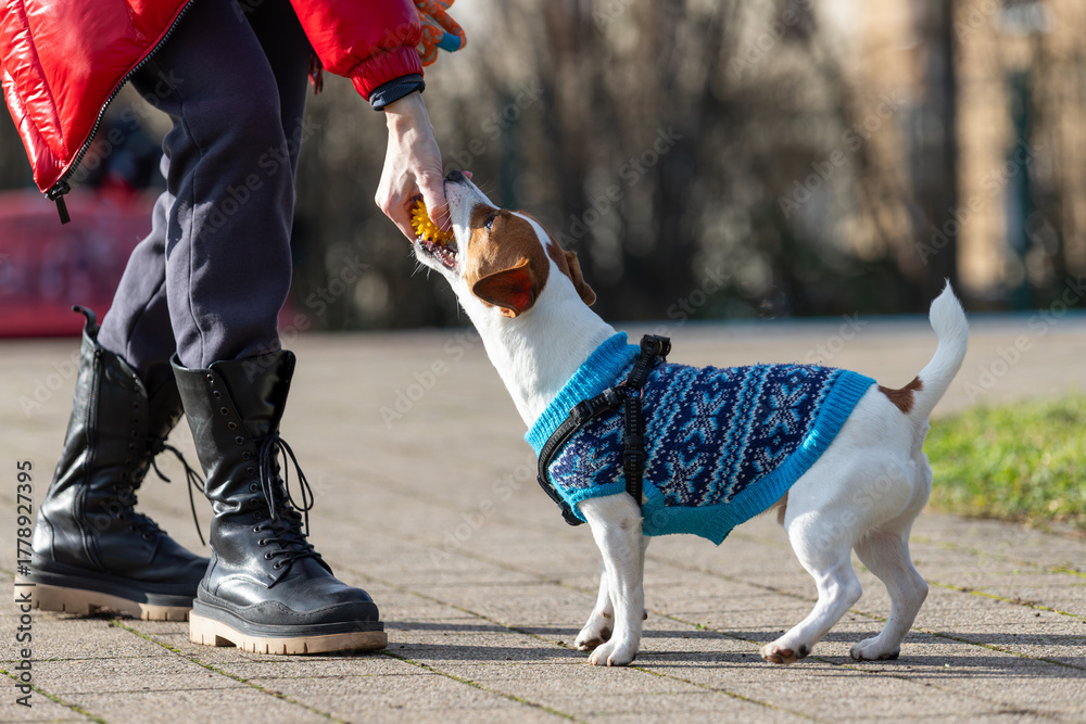 Fototapeta premium Small energetic jack russel dog wearing blue knitted sweater plays tug-of-war with person holding toy. Scene captures joyful outdoor training moment filled with energy, sunlight, playful interaction