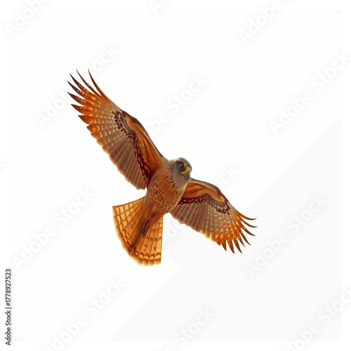 Majestic bird soars through the sky with wings spread wide open transparent background