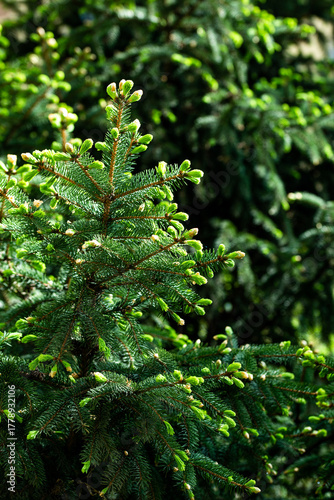 Foto Vertical Photography of Lush Green Pine Tree Forest