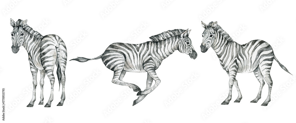 Obraz premium Watercolor set with wild savannah zebra. Realistic hand drawn animals. Cute safari wildlife animal