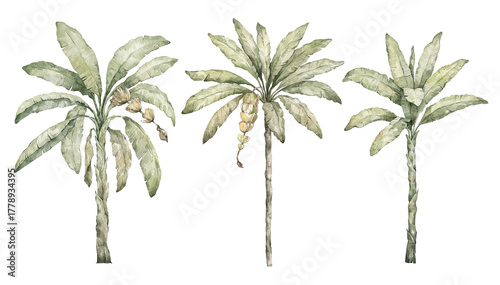 Watercolor palm tree in green color isolated on white background. Vintage coconut and banana trees. Floral tropical jungle.