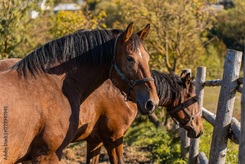 A pair of beautiful bay horses with a white spot on their foreheads and black manes. A mare in a pasture with a beautiful landscape. A concept for veterinary clinics, pet shops, and ecology