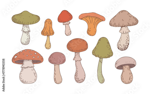 Whimsical mushroom collection for autumn designs and playful illustrations, perfect for educational resources and natural themes in your projects