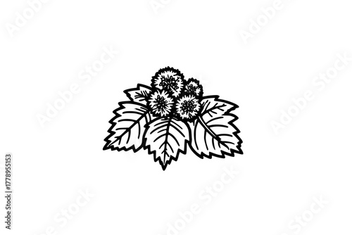 Nature's Palette: Symphony Sassafras Coltsfoot | Clean, isolated vector art for creative projects.