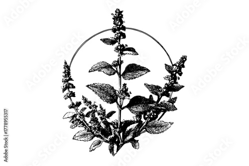 Nature's Apothecary: Horehound Bilberry Bouquet | Clean, isolated vector art for creative projects.