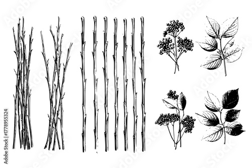 Winter's Harvest: Seasonal Collection Cornus Alba Twigs Sambucus Nigra | Clean, isolated vector art for creative projects.