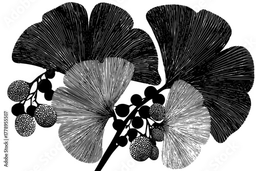 Nature's Symmetry: Fig Fruit Triptych | Clean, isolated vector art for creative projects.