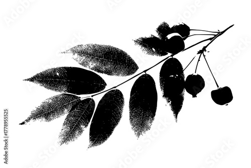 Silhouette Tamarind Tree | Clean, isolated vector art for creative projects.