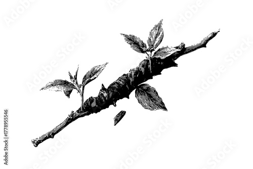 Botanical Beauty: Licorice Root's Journey Growth | Clean, isolated vector art for creative projects.