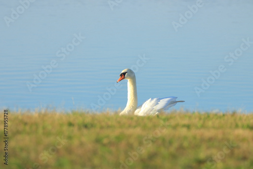 Swan on the lake, elegant big bird