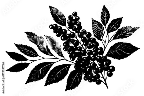 Nature's Harvest: Mistletoe & Chokecherry Leaves | Clean, isolated vector art for creative projects.