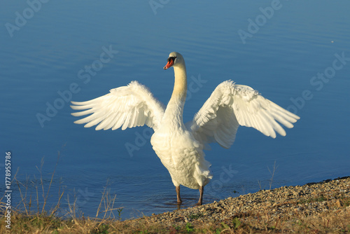 Swan on the lake, elegant big bird