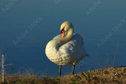 Swan on the lake, elegant big bird