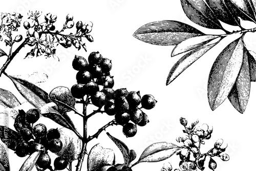 Wild Bountiful | Clean, isolated vector art for creative projects.