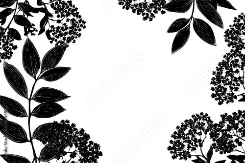 Elegant Silhouette Cornus Sambucus | Clean, isolated vector art for creative projects.