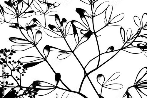 Scent Wilderness: Cornus Branches Sambucus Sprigs Black White | Clean, isolated vector art for creative projects.