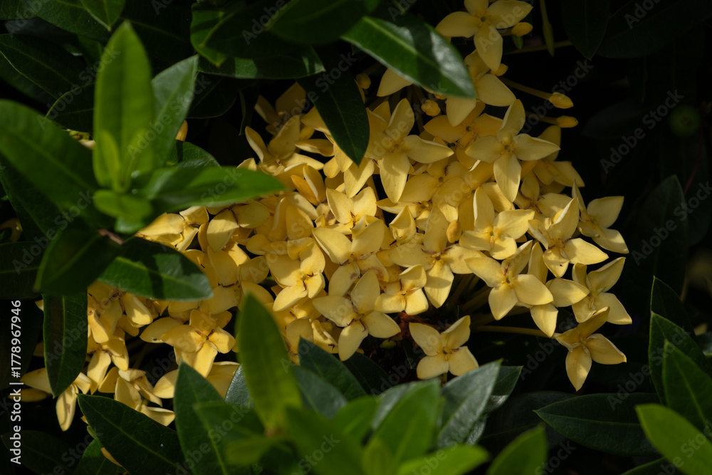 Obraz premium A cluster of yellow Ixora flowers illuminated by sunlight, viewed through a frame of blurred green leaves