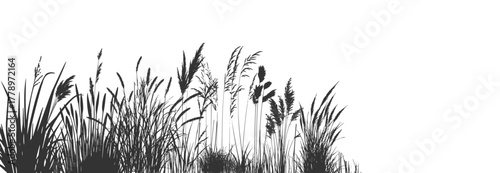Silhouette background of cattails and reeds, wild grass growing along the riverbank and swampy shores.