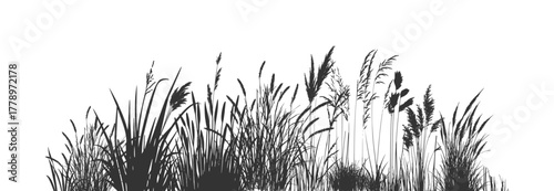 Silhouette background featuring cattails and reeds with wild grasses along riversides and marshy wetlands.