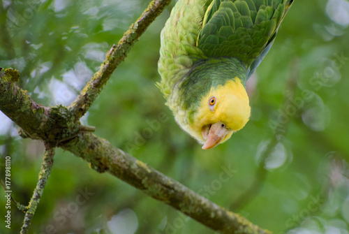 Close-up of a yellow-headed amazon parrot (Amazona oratrix) hanging upside down on a tree branch