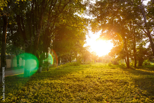 Golden hour sunburst drenches a vibrant summer park glade with serene, warm light. A tranquil natural escape, promising new beginnings