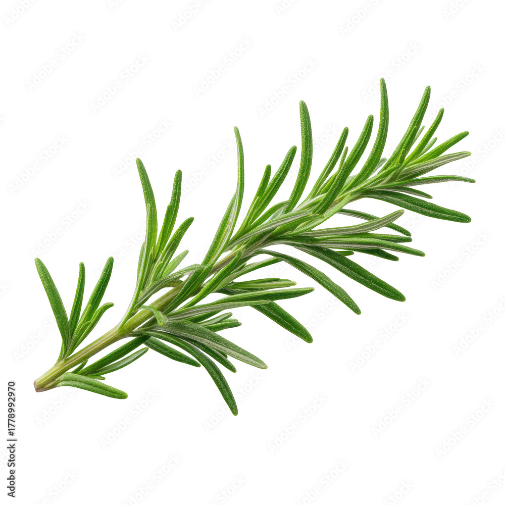 Fototapeta premium Closeup of a rosemary sprig with detailed green foliage, isolated against a pure transparent background